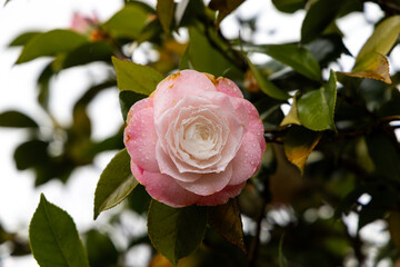 Pink rose flower with water droplets.
