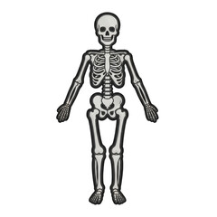 Fototapeta premium Detailed illustration of a human skeleton in a flat vector graphic style on black background