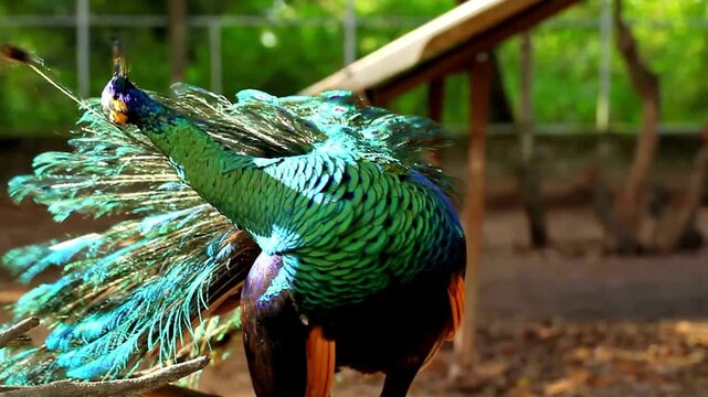 Beautiful Green Peacock in Natural Habitat.
