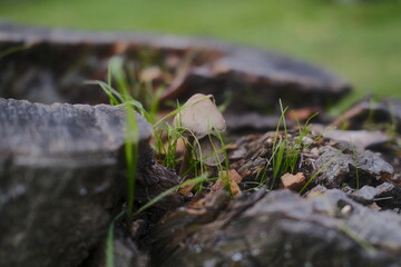 Mushroom sprouts between weathered wood and blades of green grass.