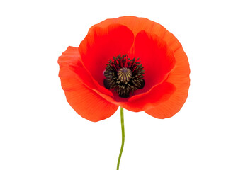 A single vibrant red poppy wildflower isolated on a transparent or white background. PNG