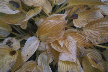 Close-up of fading Hosta plant foliage with spots and decaying leaves.