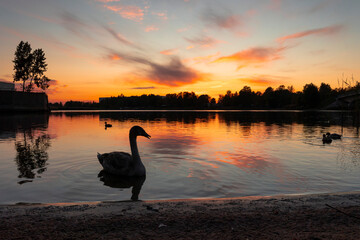 Beautiful mallard ducks and mute swans swimming in the autumn lake during golden hour. Birds in...