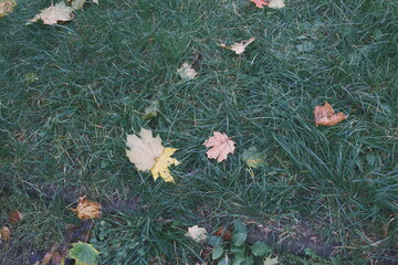 Fallen autumn leaves scatter across green grass.