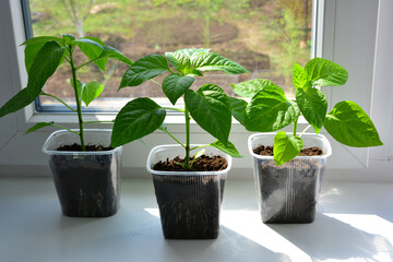 Young Pepper seedlings Growing on a Sunny Windowsill in plastic containers