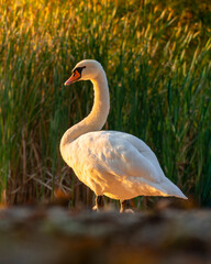 Beautiful mute swan swimming in the lake in golden hour in Riga, Latvia.