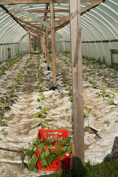 farming in greenhouse