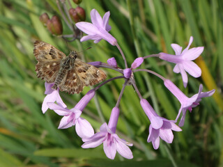 Mallow skipper (Carcharodus alceae) butterfly, male perching on society garlic flowers