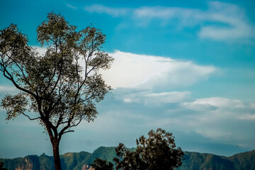 Peaceful Nature Landscape Photograph Perfect for Environmental Concepts and Outdoor Travel Backgrounds. Beauty of the natural world, featuring a tall deciduous tree with spreading branches