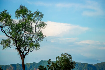 Vibrant Green Tree with Detailed Foliage Standing Against a Clear Blue Sky and Soft White Clouds Overlooking Distant Green Mountains. Peaceful Nature Landscape Photograph Perfect for Environmental.