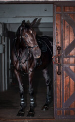 A black horse peeks out of a stable. Standing at the door.