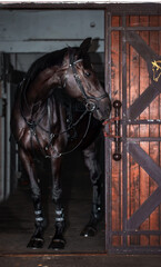 A black horse peeks out of a stable. Standing at the door.