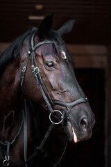An elegant portrait of a brown horse with bridle against a dark background