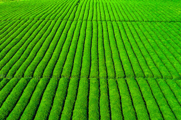Aerial view of the green tea plantation scenery on the farm