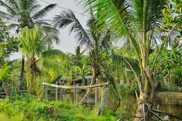 Obraz premium Lush tropical village scene featuring coconut palms, banana plants, and a bamboo bridge crossing a water canal. Southeast Asia rural life, coconut farming environment, sustainable tropical agriculture