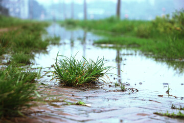 Extreme close-up macro photograph showcasing clumps of bright green grass sprouting, Large puddles of standing water. Characterized by an extremely shallow depth of field