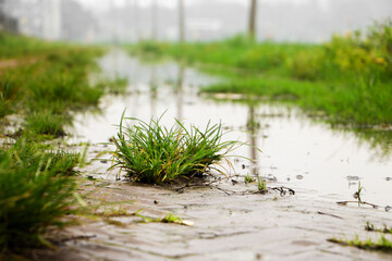 Extreme close-up macro photograph showcasing clumps of bright green grass sprouting, Large puddles of standing water. Characterized by an extremely shallow depth of field