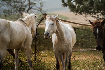 Obraz premium horse in the field