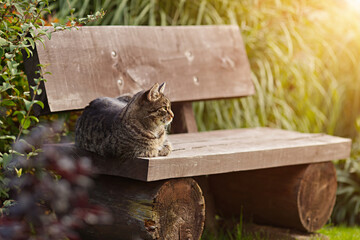 Pretty tabby cat relaxes on a wooden bench in the garden and looks to the right. The cat is enjoying the sun outdoors