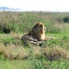 Löwe liegt in der afrikanischen Sonne