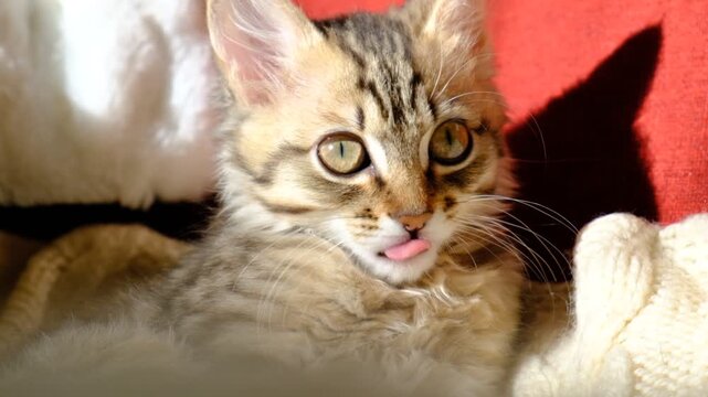 Portrait of well-fed licking tabby cat, lounging. Soft morning light,  enjoying sun beam. Relaxing on the balcony and ready to nap. Calmness, tranquil ambiance