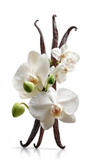 Vanilla Orchid Still Life On White Background