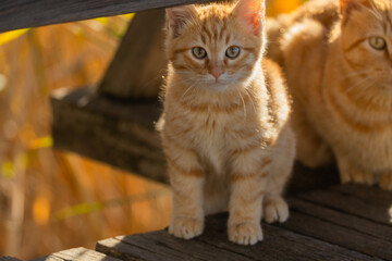 cat, animal, kitten, pet, cute, feline, fur, eyes, portrait, kitty, pets, mammal, eye, young, white