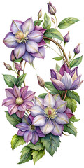 A beautiful watercolor illustration of purple clematis flowers and green leaves forming a decorative garland, isolated on transparent background