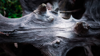 Close-up of weathered driftwood with natural textures and light