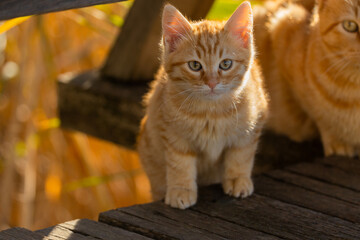 Obraz premium cat, animal, kitten, pet, cute, feline, fur, eyes, portrait, kitty, pets, mammal, eye, young, white