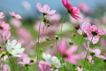 日差しを受けて咲き乱れるコスモス畑