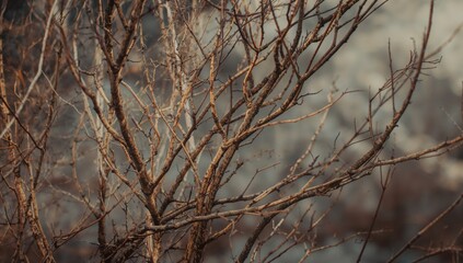 Dry Branches, abstract backdrop for creative design