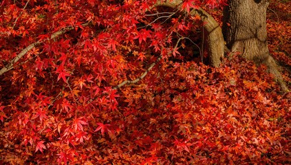 Maple tree leaves turning colors in the woodland during fall