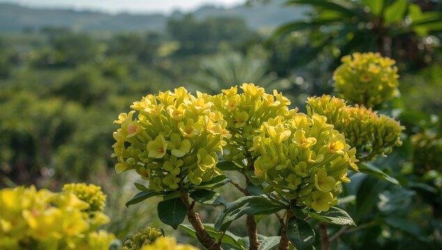 Kalanchoe flowers in a vibrant garden setting, showcasing tropical beauty and seasonal change