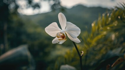 Close-up of a blooming orchid flower