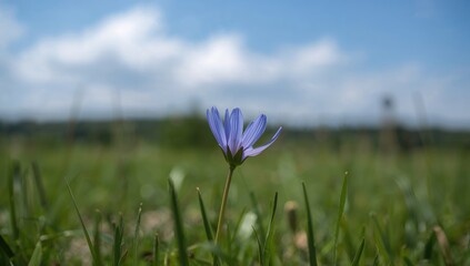Blue flower amidst grass, natural beauty and biodiversity