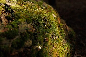 close-up of moss on a stone in the forest