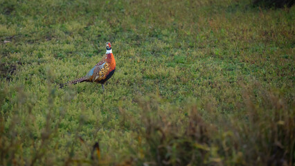 Male Pheasant on green vegetation at Druridge Pools,  a Nature Reserve close to the Northumberland coast and was a former opencast mine, now a popular reserve with wildfowl and waders in the wetland