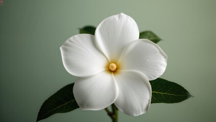 Obraz premium Gardenia flower, symbol of purity and sweetness, ideal for floral arrangements, World Environment Day
