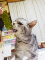 海苔を欲しがる猫