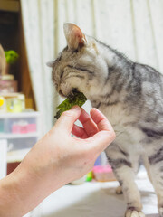 海苔を頬張る猫