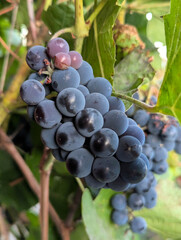 Grape ripe isabella bunch growing in garden. Harvest season. Red wine ingredient.