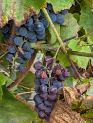 Autumn grape ripe isabella bunch growing in garden. Harvest season.