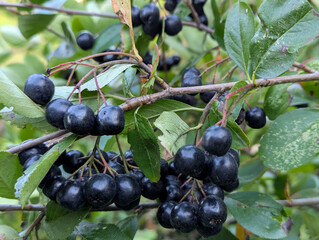 Chokeberry tree branch. Black berry contains vitamins. Lowers cholesterol. Healthy biologically active food supplement.