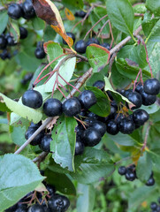 Chokeberry tree branch. Black berry contains vitamins. Lowers cholesterol. Healthy biologically active food supplement.