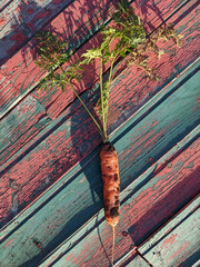 Carrot garden. One carrot lying on wooden colored boards. Sun light and shadows. Vertical image.