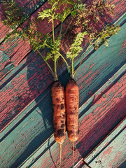 Carrot garden. Two carrots are lying on wooden colored boards. Sun light and shadows. Vertical image.
