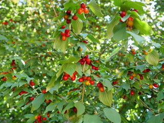 Cornelian cherry with red and orange fruits among green foliage. Botanical subject, edible and...