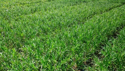 Fototapeta premium Carrot foliage growing in an agricultural area