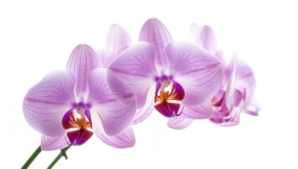 Obraz premium Isolated Purple Dendrobium Orchid Blooms on a White Backdrop